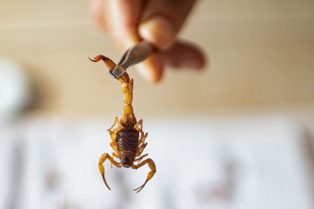 Infestação de mais de 40 escorpiões aterroriza família da Asa Sul